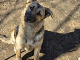 Adopter  chien : Soya