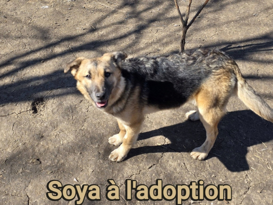 Adopter Soya