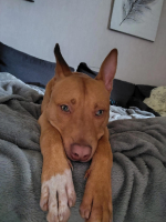 Adopter  chien : Koda