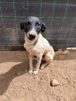 Adopter  chien : Nao