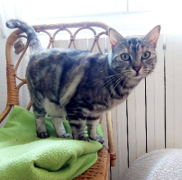 Adopter  chat : Lili