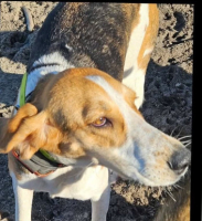 Adopter  chien : Vaniana