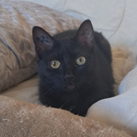 Adopter  chat : Onyxe