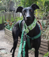 Adopter  chien : Simón