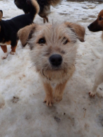 Adopter  chien : Shepard