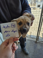 Adopter  chien : Clayton