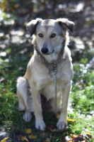 Adopter  chien : Blanca