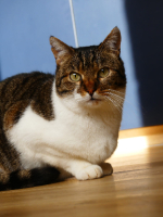 Adopter  chat : Chaman