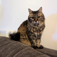 Adopter  chat : Pitchoune