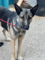 Adopter  chien : Sombra