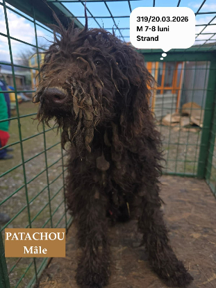 Adopter Patachou