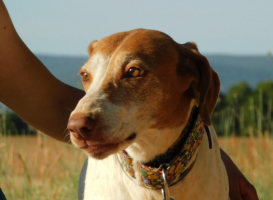 Adopter  chien : Pilka