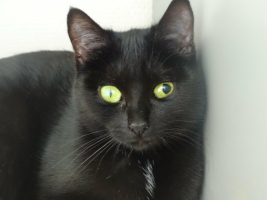 Adopter  chat : Bulma