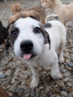 Adopter  chien : Sanga