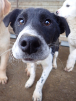 Adopter  chien : Suchy