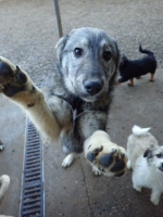 Adopter  chien : Teeny