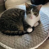 Adopter  chat : Aura