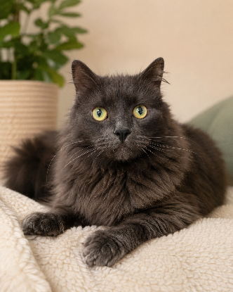 Adopter Iro