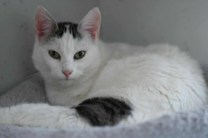 Adopter  chat : Olga