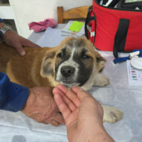 Adopter  chien : Luck