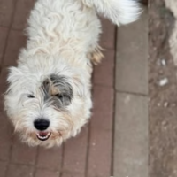 Adopter  chien : Oslo