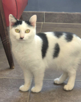 Adopter  chat : Dalie