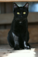 Adopter  chat : Lucifer