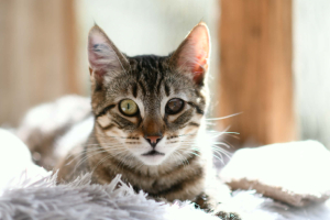 Adopter  chat : Tobiscuit