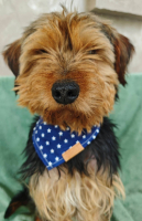 Adopter  chien : Chouchou