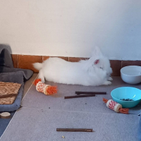 Adopter  lapin : Abyad