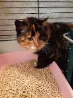Adopter  chat : Minette
