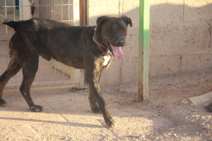 Adopter  chien : Zen