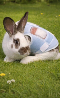 Adopter  lapin : Suki