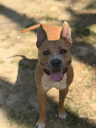 Adopter Balou