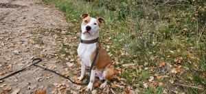 Adopter  chien : Venom