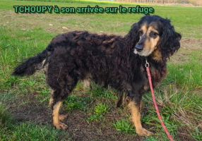 Adopter  chien : Tchoupy
