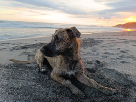 Adopter  chien : Baguie