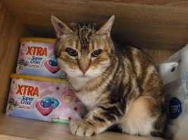 Adopter  chat : Savane