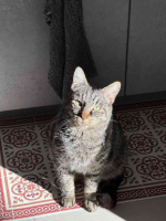 Adopter  chat : Gaspard