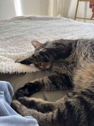 Adopter Gaspard