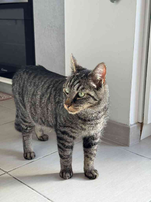 Adopter Gaspard