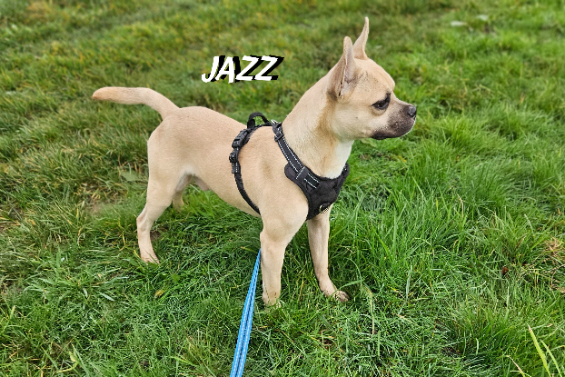 Adopter Jaz