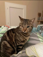 Adopter  chat : Nami