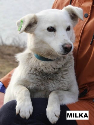 Adopter Milka
