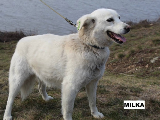 Adopter Milka