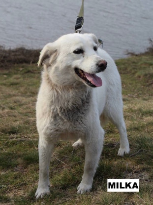 Adopter Milka