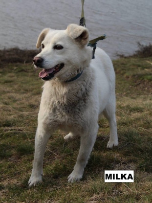Adoption Milka