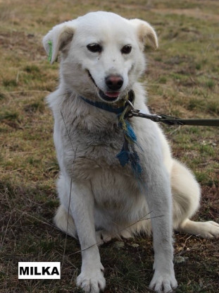 Adoption Milka