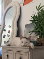 Adopter  chat : Eskimo