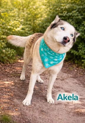 Adopter Akela